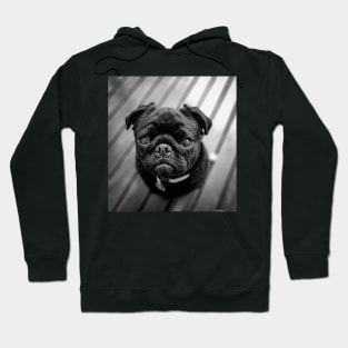 Little Black Pug Dog Hoodie